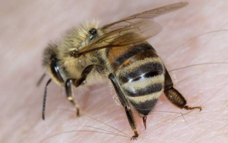 عضو تناسل کو بڑھانے کے لئے شہد کی مکھیوں کی مصنوعات
